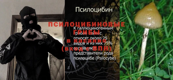 крисы Касимов